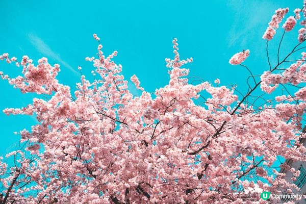 #Chill嘆酒店旅人祭  #別要再蝨眠