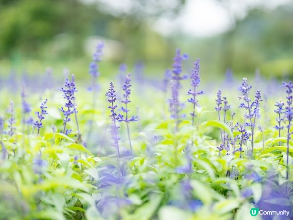 估唔到廣州有寶藏！🤫🌳