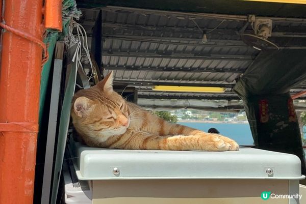 話說梅窩都有幾間大排檔吃海鮮、小炒，