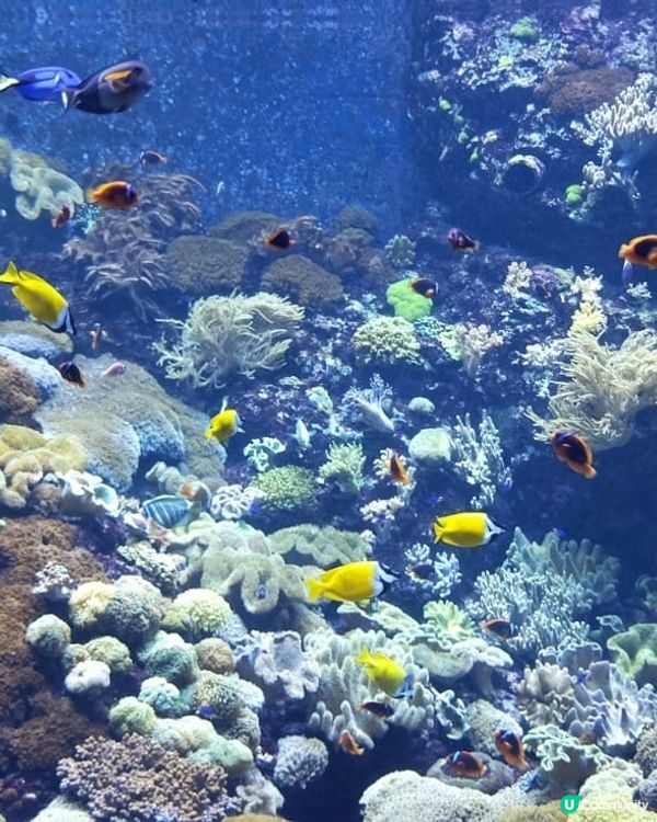 號稱全世界最大的珊瑚水族館，有不同品種的珊瑚，加上七彩繽紛的...