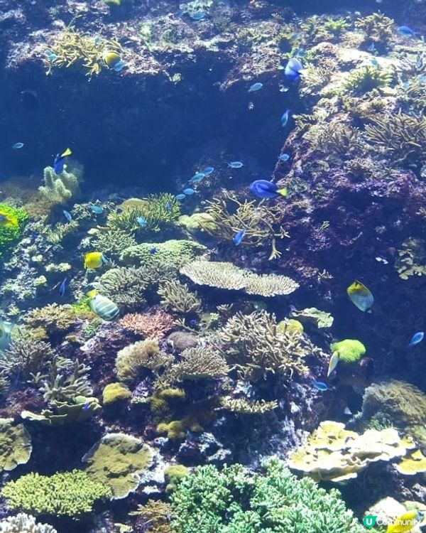 號稱全世界最大的珊瑚水族館，有不同品種的珊瑚，加上七彩繽紛的...