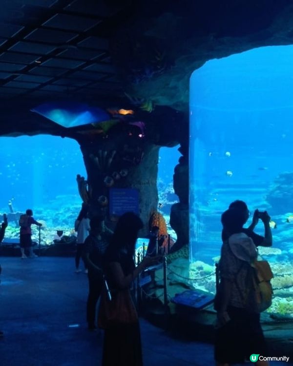 號稱全世界最大的珊瑚水族館，有不同品種的珊瑚，加上七彩繽紛的...