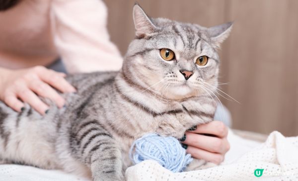 主人講嘢唔聽，零食開封聲就好識聽。#主子SPATime