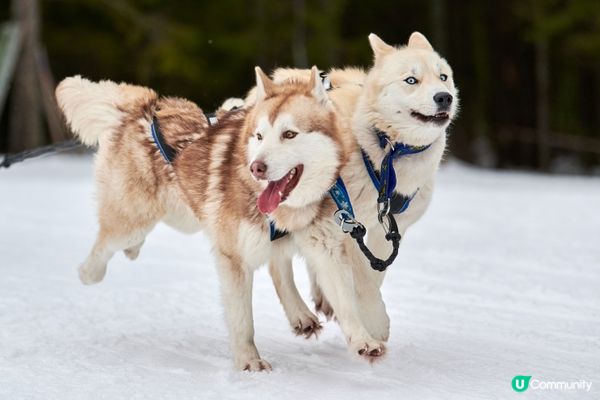 每次出街都好似嘉年華咁興奮！#主子SPATime