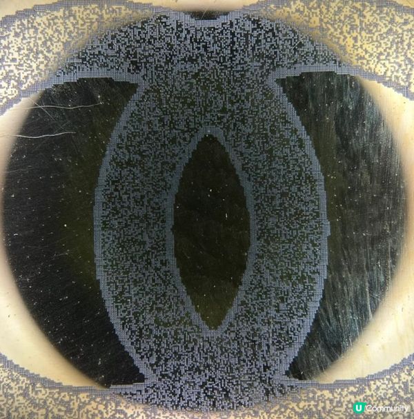 Chanel保卡是什麼? 3分鐘教你分辨Chanel出產年份！