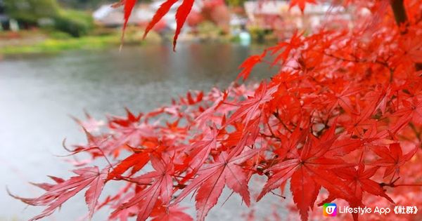 【大分縣體驗】由布院郊外民宿初嘗斷食！金鱗湖賞紅葉
