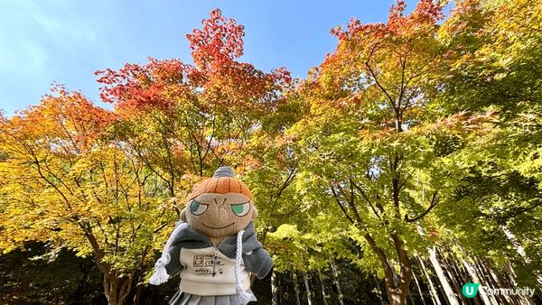 十月尾時去了韓國的首爾林想去看楓葉和銀杏，雖然天氣不似預期，...