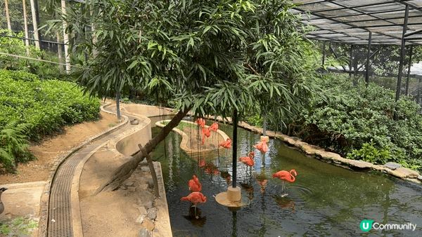 非常值得推介的免費親子景點之一：香港動植物公園。不論大人細路...