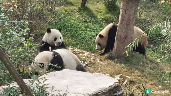 很開心终於看到很多非常可愛的熊貓，雖然見不到「花花」，但也很...