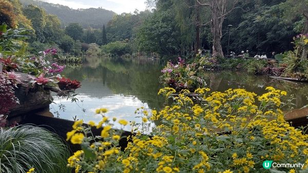 深圳仙湖植物園環境優美，有好多燦爛嘅花草，而且公園地方好大，...