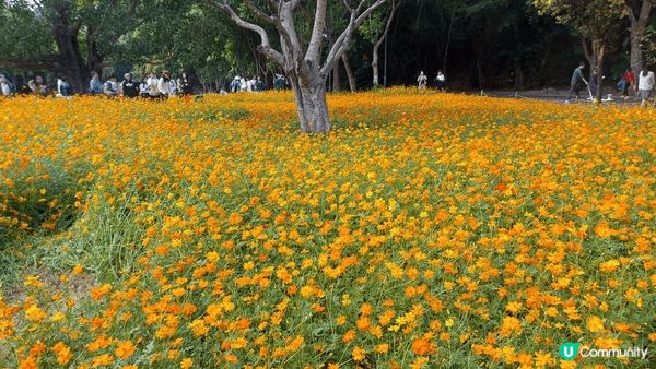 深圳仙湖植物園環境優美，有好多燦爛嘅花草，而且公園地方好大，...