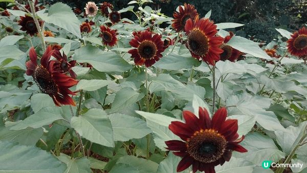 深圳仙湖植物園環境優美，有好多燦爛嘅花草，而且公園地方好大，...