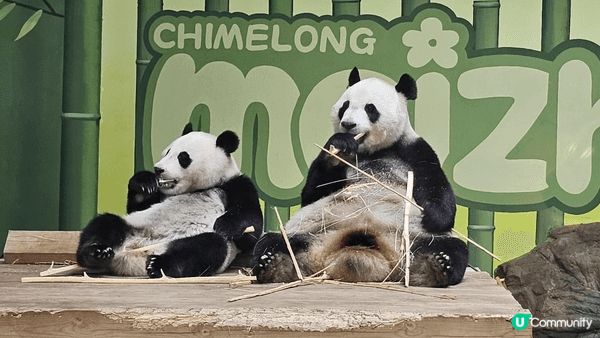 廣州長隆動物園的熊貓 母女妹珠,萌萌。天字碼頭的觀光船，水上...