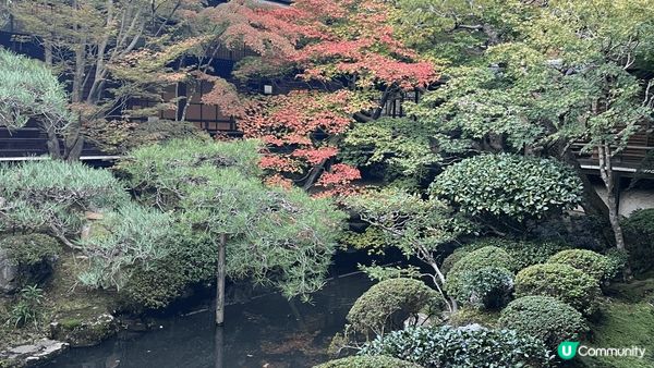 永觀堂的楓葉季真係好靚，每到秋天，樹葉變成深紅、橙色，彷彿大...