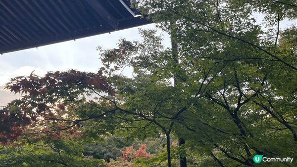 永觀堂的楓葉季真係好靚，每到秋天，樹葉變成深紅、橙色，彷彿大...