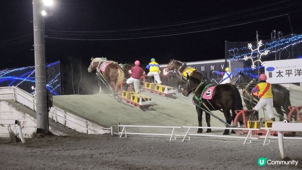 【鋪草皮鋪到北海道】帶廣賽馬場初體驗🐴