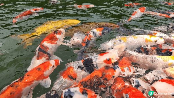 去左日本大板 行左勝尾寺食左壽喜燒 窩夫
