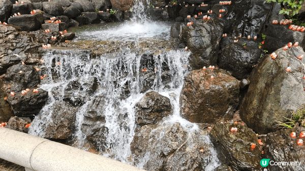 去左日本大板 行左勝尾寺食左壽喜燒 窩夫