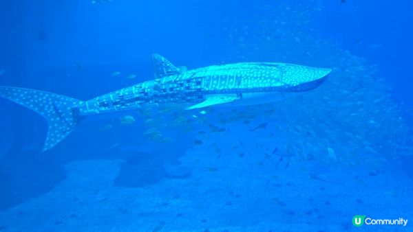 小梅沙水族館是親子渡假勝地,孩子可以近距離觀察海洋生物,探索...
