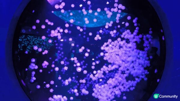 小梅沙水族館是親子渡假勝地,孩子可以近距離觀察海洋生物,探索...