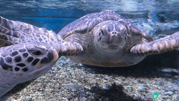 小梅沙水族館是親子渡假勝地,孩子可以近距離觀察海洋生物,探索...