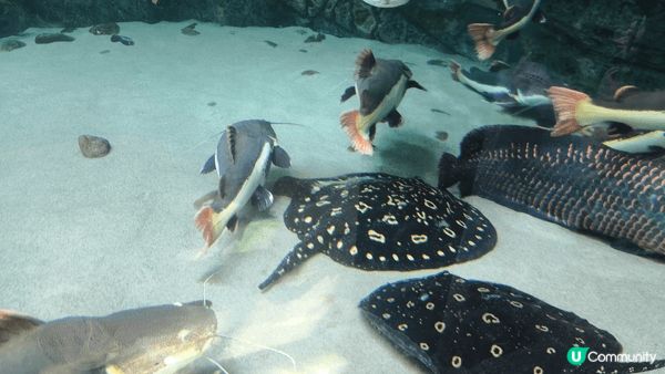 小梅沙水族館是親子渡假勝地,孩子可以近距離觀察海洋生物,探索...