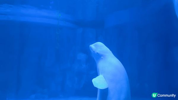 小梅沙水族館是親子渡假勝地,孩子可以近距離觀察海洋生物,探索...