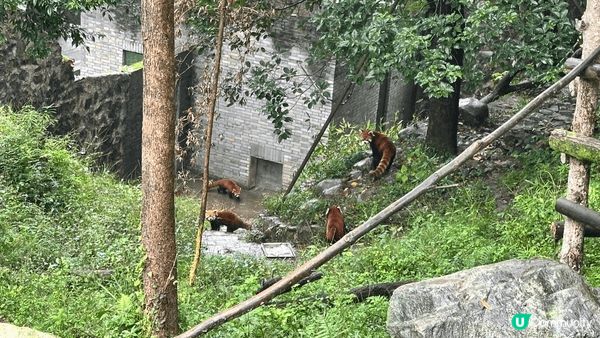 一星期成都、都江堰、藍眼淚、大熊貓苑等等，境內遊覽之旅。