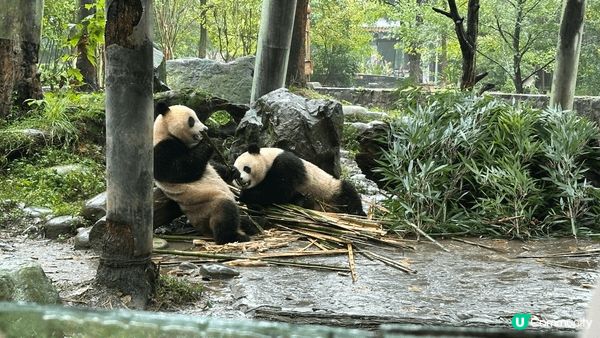 一星期成都、都江堰、藍眼淚、大熊貓苑等等，境內遊覽之旅。
