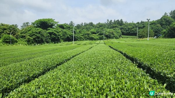 濟州天氣一流，6月有繡球花，藍藍嘅海，仲有滿綠色嘅茶鋪園，悠...