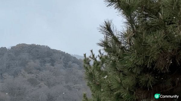 ❄️ 嵐山的冬日魔法❄️