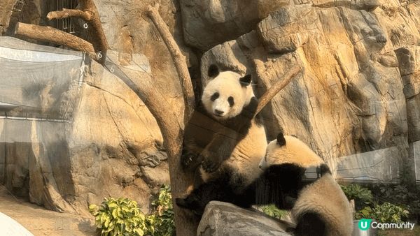 愉景灣，逃離城市煩囂嘅好去處，好多外國人，好多動物，令人感到...