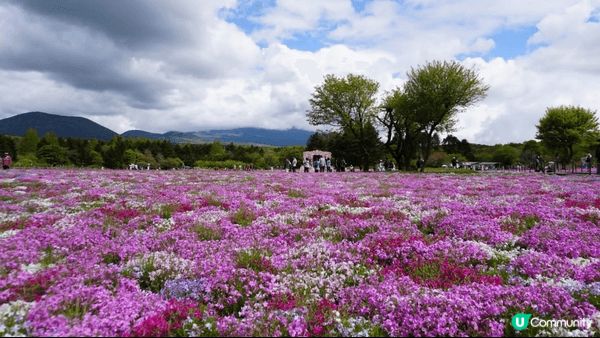 日本study trip嘅時候, 去芝櫻花海打卡. 面積廣闊...