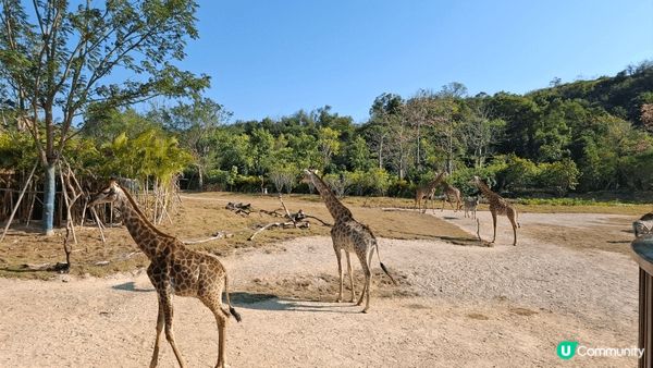 這兩張相片展現了長頸鹿的奇妙世界：一張是充滿童趣的長頸鹿主題...