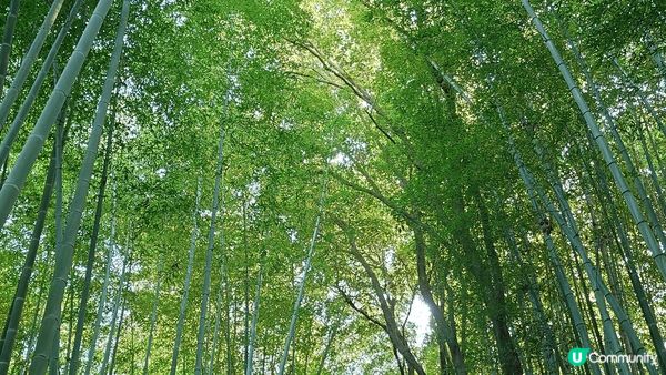 嵐山─距離京都車站大約半個鐘車程，風景優美，美食選擇多