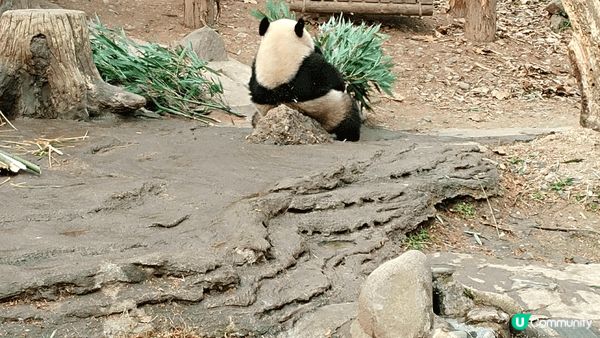 今個聖誕去咗成都睇熊貓, 聽到熊貓嘅咀嚼聲, 亦都親眼睇到熊...