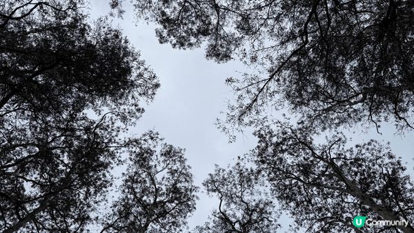 城門水塘是一個享有自然美景的打卡點🍃，無論是拍照還是享受寧靜...