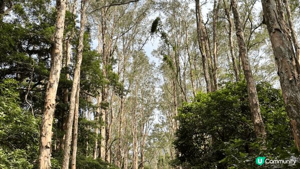 城門水塘是一個享有自然美景的打卡點🍃，無論是拍照還是享受寧靜...