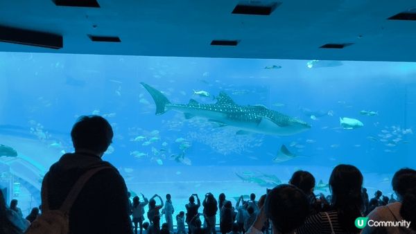 第一次去沖繩，當然少不了參觀美麗海水族館，探訪熱帶魚、魔鬼魚...