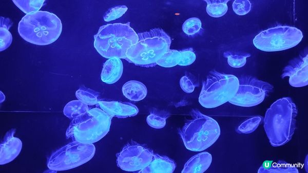 第一次去沖繩，當然少不了參觀美麗海水族館，探訪熱帶魚、魔鬼魚...