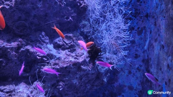 第一次去沖繩，當然少不了參觀美麗海水族館，探訪熱帶魚、魔鬼魚...