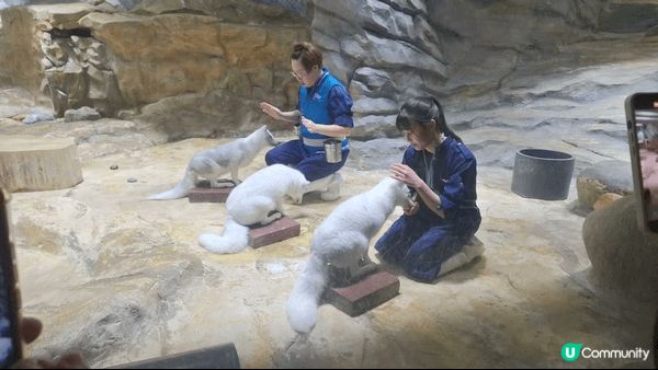 我想去寵物節
