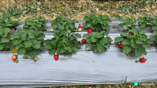 在草莓🍓農村