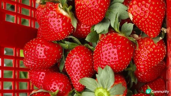 在草莓🍓農村