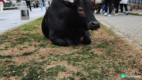 大嶼山！🏔️🚶‍♀️ 好正，快啲嚟！