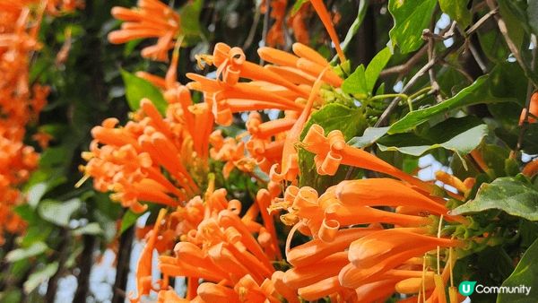 大嶼山！🏔️🚶‍♀️ 好正，快啲嚟！