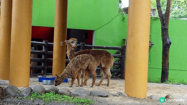 動物農場親子最好選擇