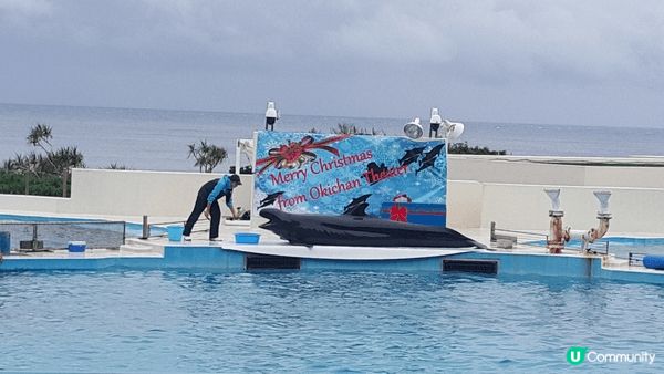 去日本睇到水族館，又可以欣賞到精彩海洋表演，實在是人生樂事，...