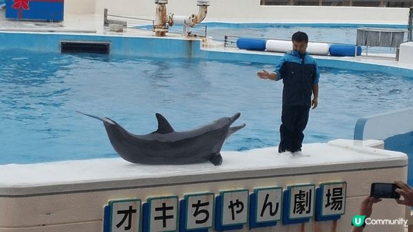 去日本睇到水族館，又可以欣賞到精彩海洋表演，實在是人生樂事，...