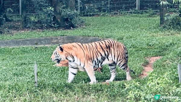 而家好多人都會去富國島 今次去左野生動物園 入面動物好近距離...
